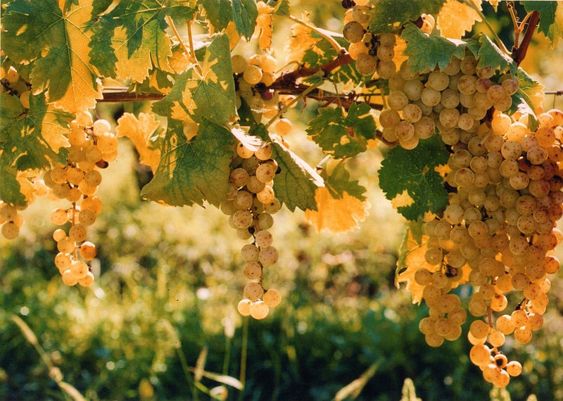 Tutto il bello e il buono della biodiversità: il programma di Casa Slow Food